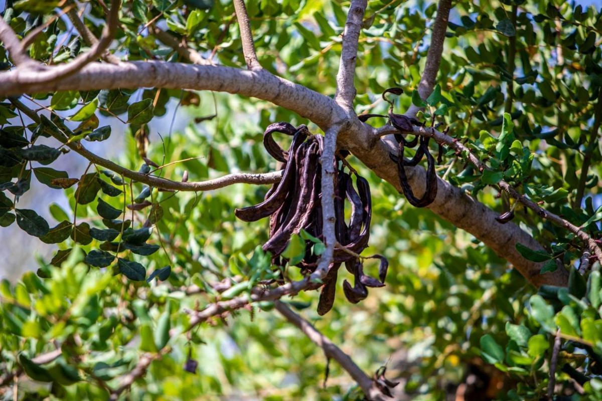Finca Rural Es Pujol Сольєр Екстер'єр фото